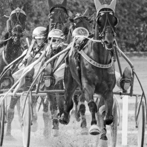 a day at the races .....