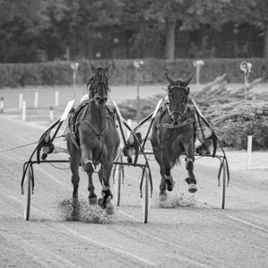a day at the races .....