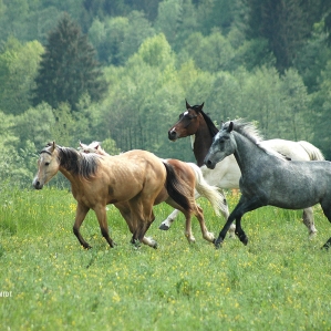 HORSE-RIDING