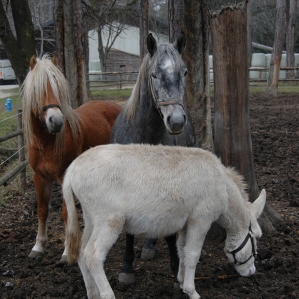 HORSE-RIDING