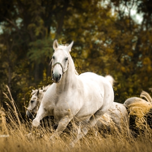 HORSE-RIDING