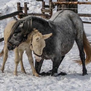 HORSE-RIDING