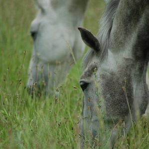 HORSE-RIDING