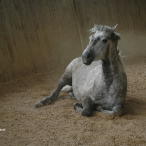 HORSE-RIDING