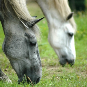 HORSE-RIDING